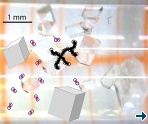  How do protein crystals grow?