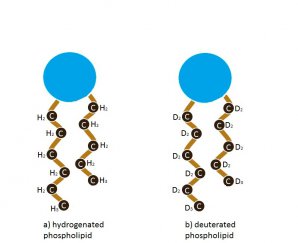 Lipid structure