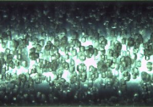 Magnetically orientated lysozyme microcrystals within gel medium in capillaries. Magnetically orientated lysozyme microcrystals within gel medium in capillaries.
