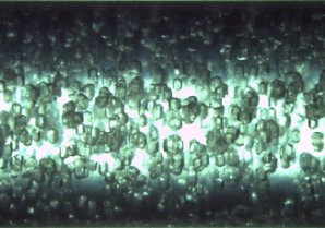 Magnetically orientated lysozyme microcrystals within gel medium in capillaries.